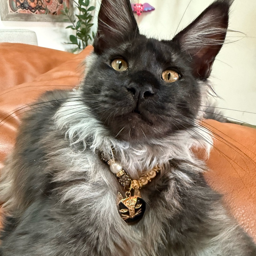 Custom Cat Necklace with optional Chloe Charm